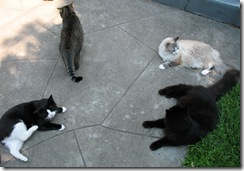 Cats - Tennessee, Midgie, Snowy, & Floppy