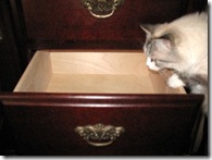 Empty Drawer & Cat
